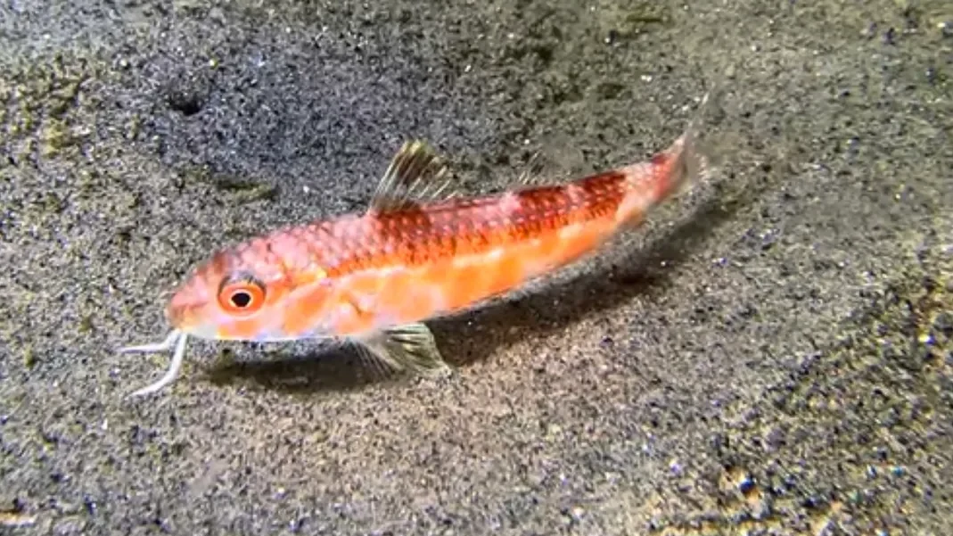 A juvenile bigscale goatfish, orange-red with dark red blotches, resting on sand with 2 white barbels under its chin
