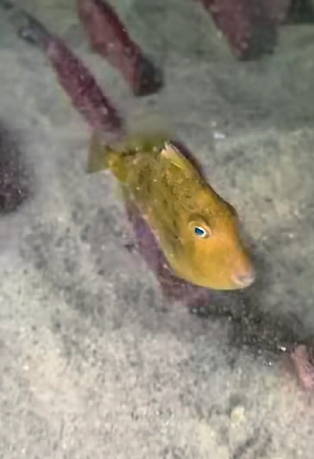 A juvenile finescale triggerfish over sand at night
