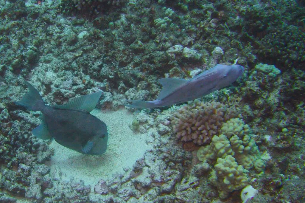 Two finescale triggerfish over a reef