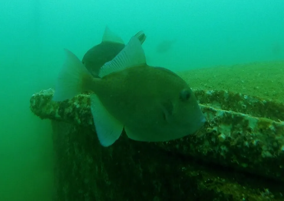 A juvenile finescale triggerfish beside a wreck