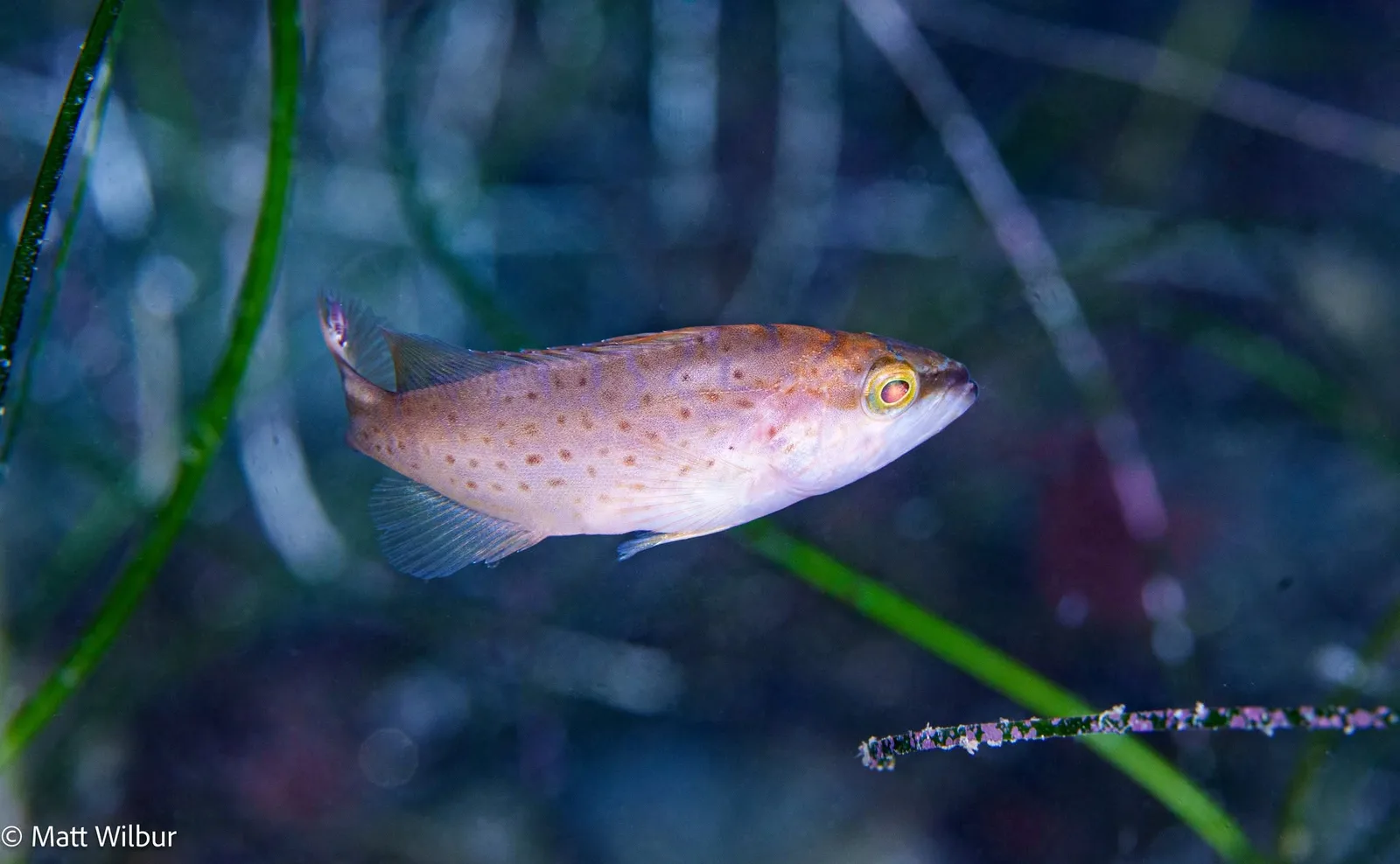 A juvenile leopard grouper seen from the side, pale tan and white with small red-brown spots and a yellow ring around the eye