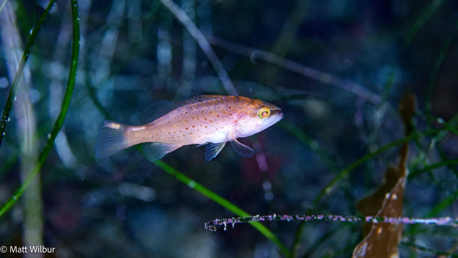 A slim juvenile leopard grouper with small red-brown spots swimming over seagrass