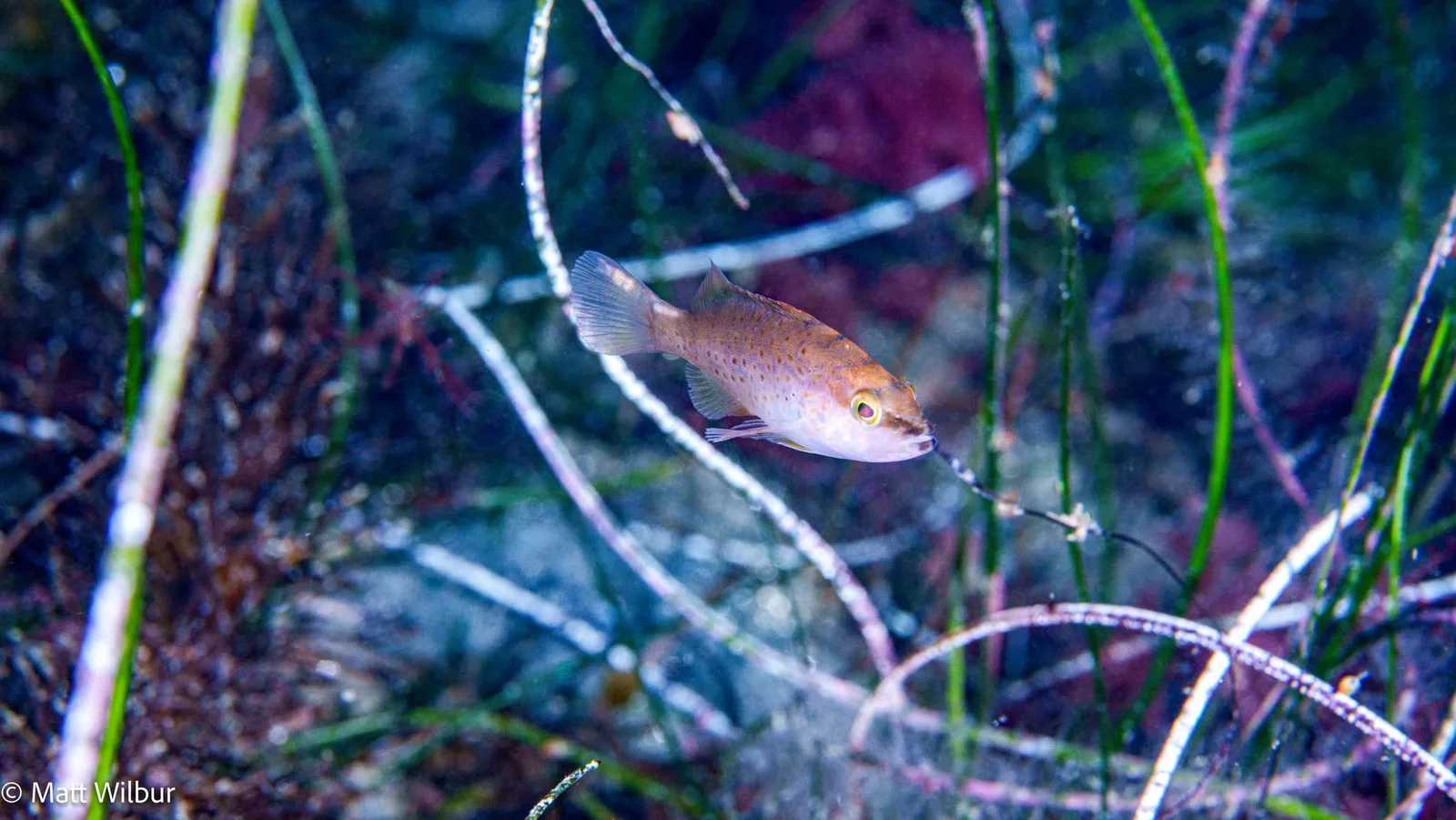 A juvenile leopard grouper among thin blades of seagrass and red algae