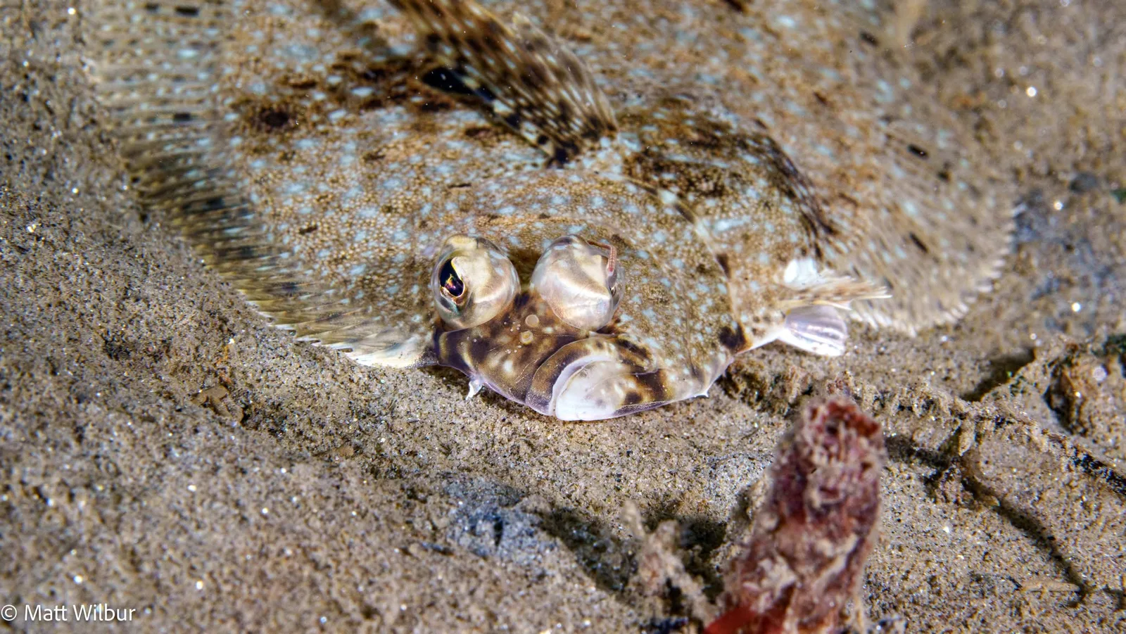 A flatfish half buried in sand, its eyes and pale ringed spots showing