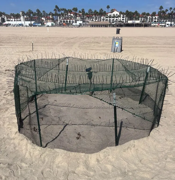 A round protective fence of green mesh around an olive ridley nest on the sand