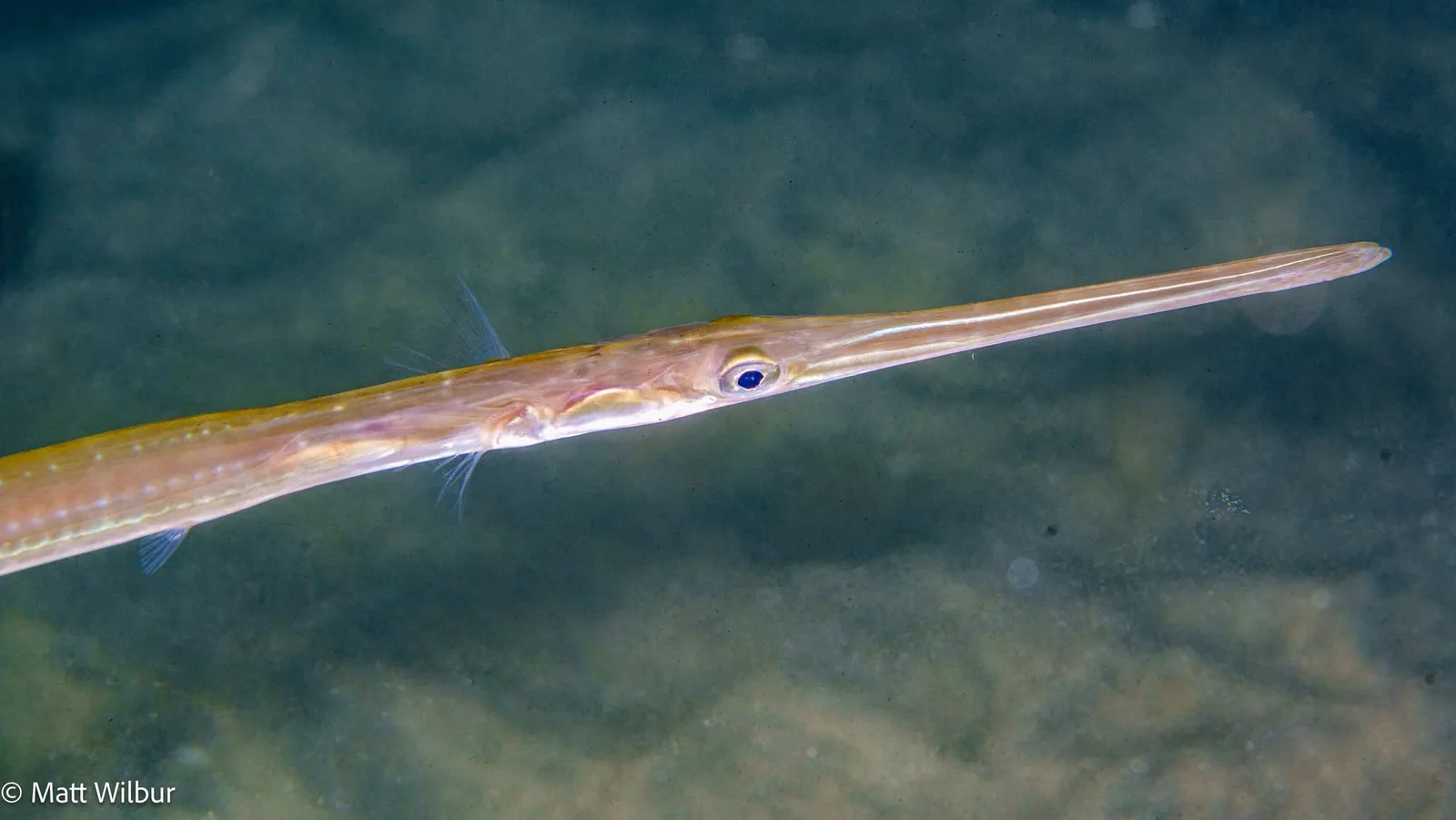 A large Pacific cornetfish with a long tube snout, over sand