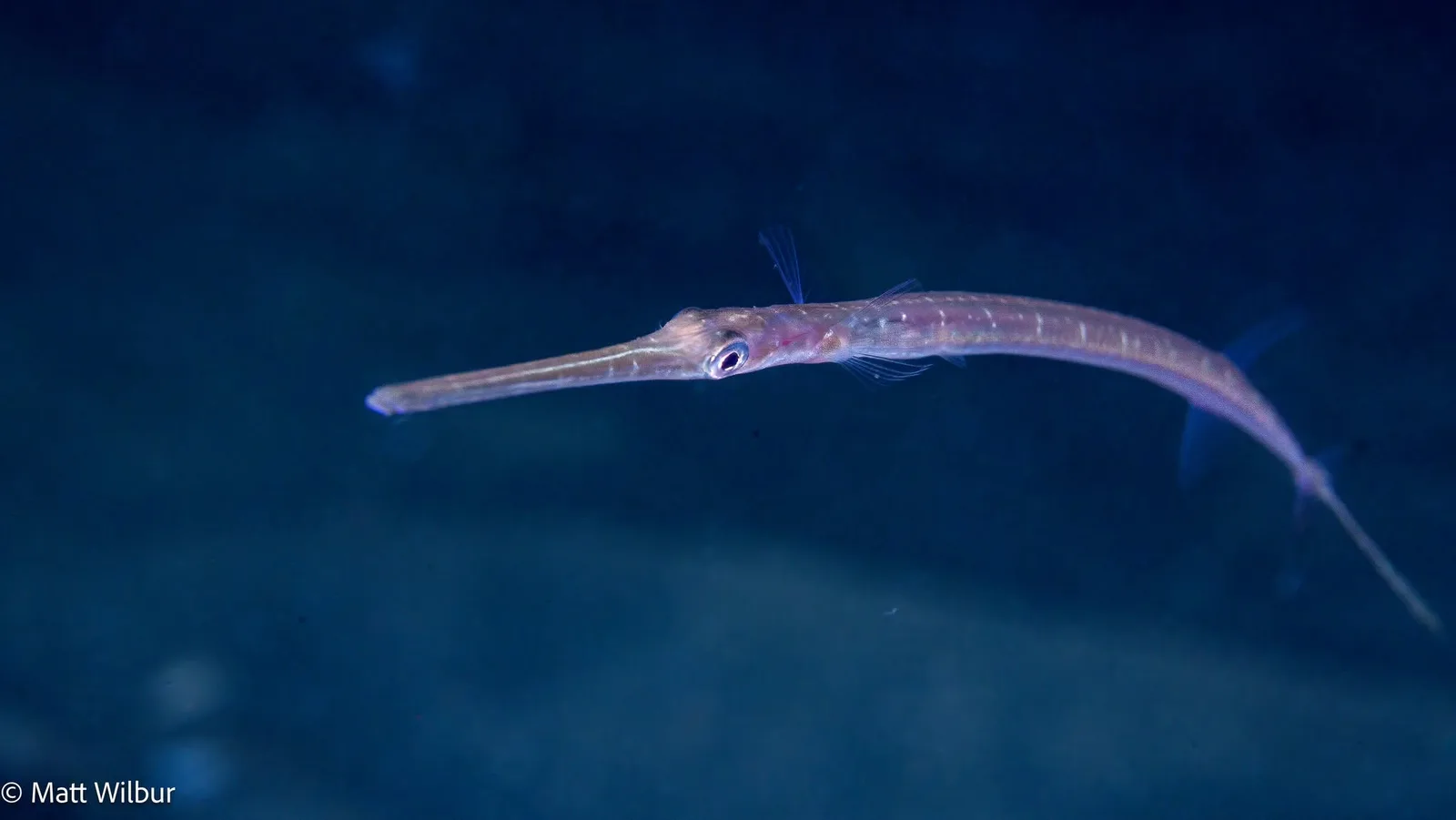 A thin, pale juvenile Pacific cornetfish over blue-tinted sand