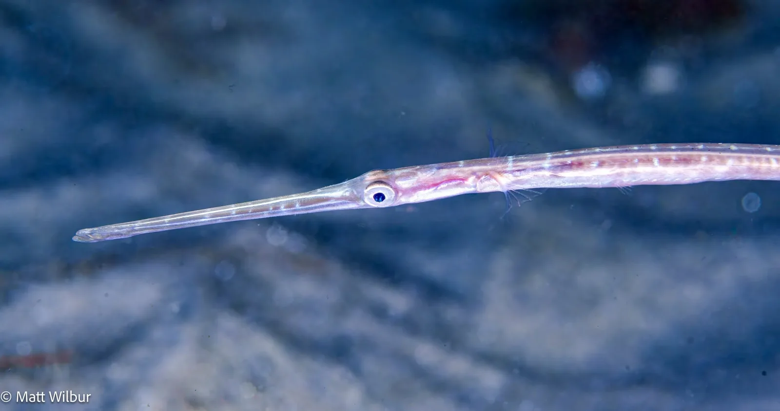 A thin juvenile Pacific cornetfish over blue-tinted sand