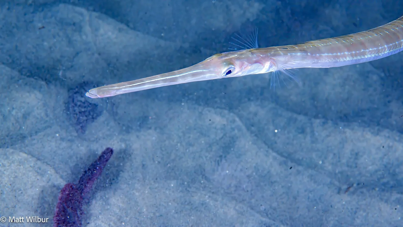 A long adult Pacific cornetfish with a tube snout and a pale body, over sand