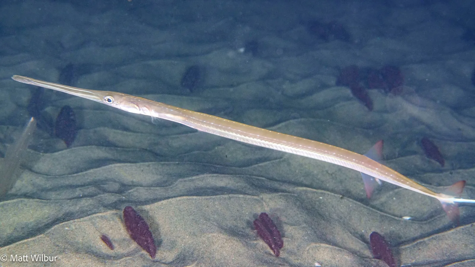 A very long, slender Pacific cornetfish with a tube snout and a thin tail filament
