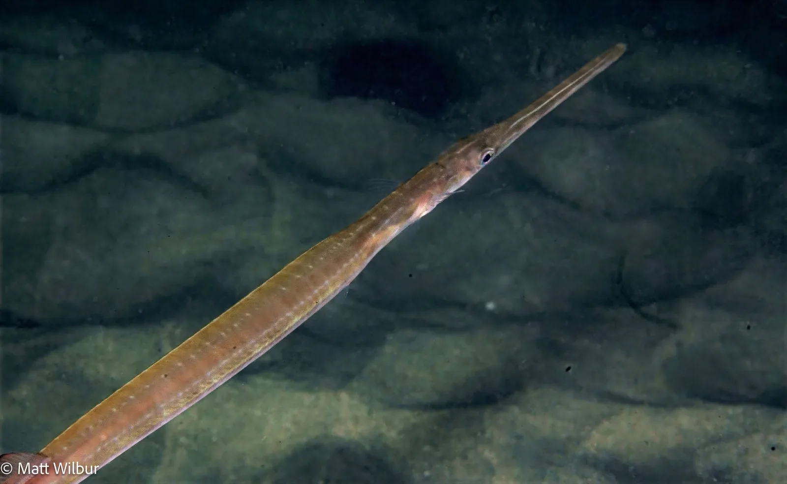 A long, thin Pacific cornetfish with a tube snout, over sand
