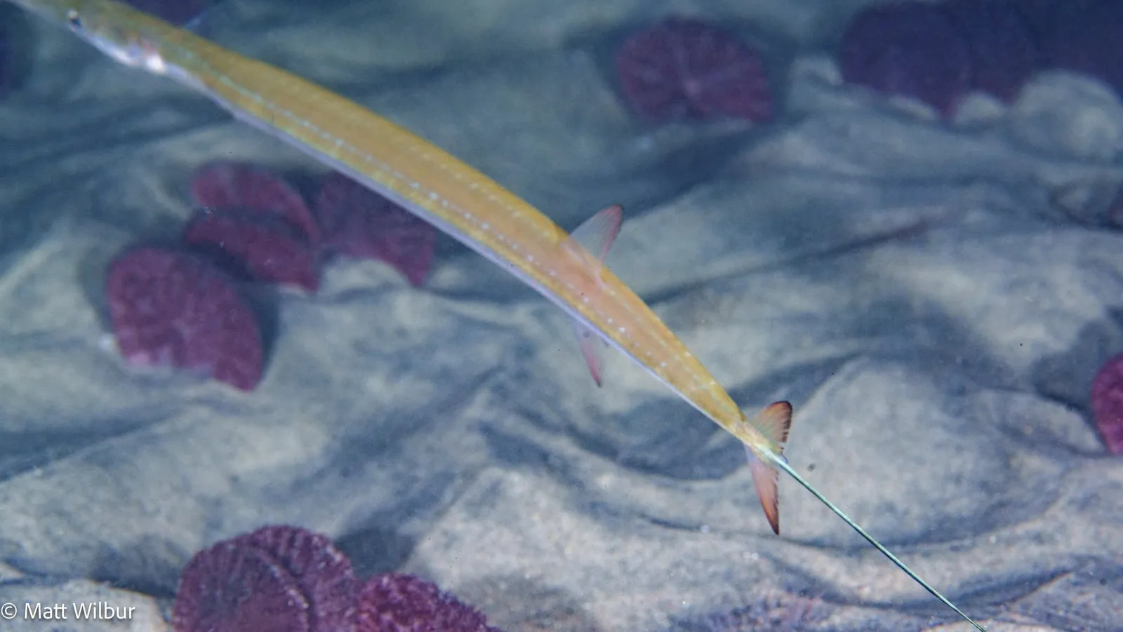 The rear half of a Pacific cornetfish, with its thin tail filament, over sand