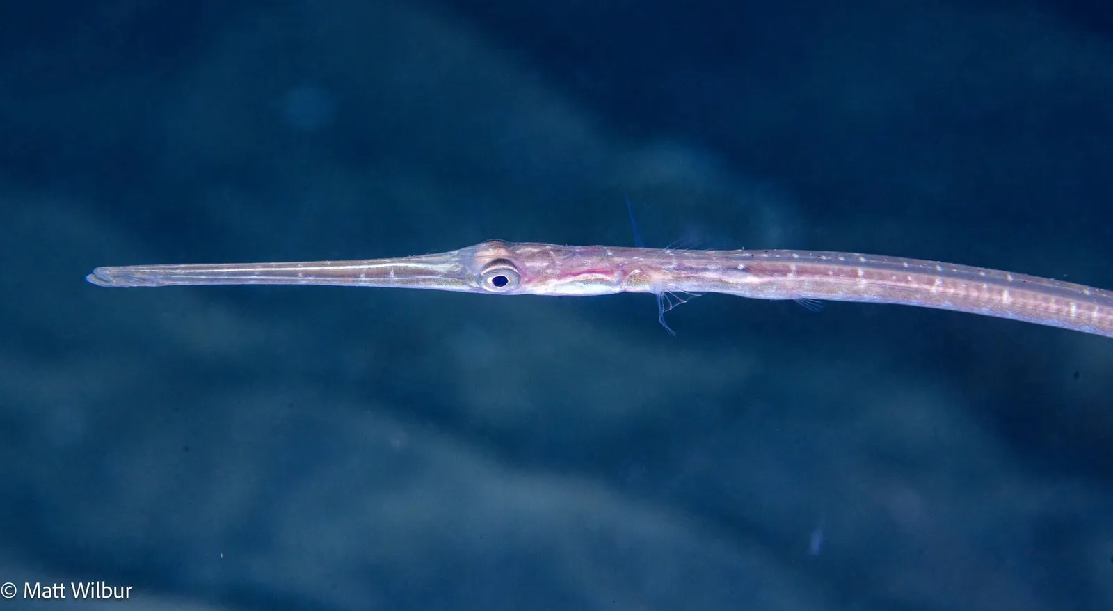 A thin, pale juvenile Pacific cornetfish with a long, pointed snout, over sand