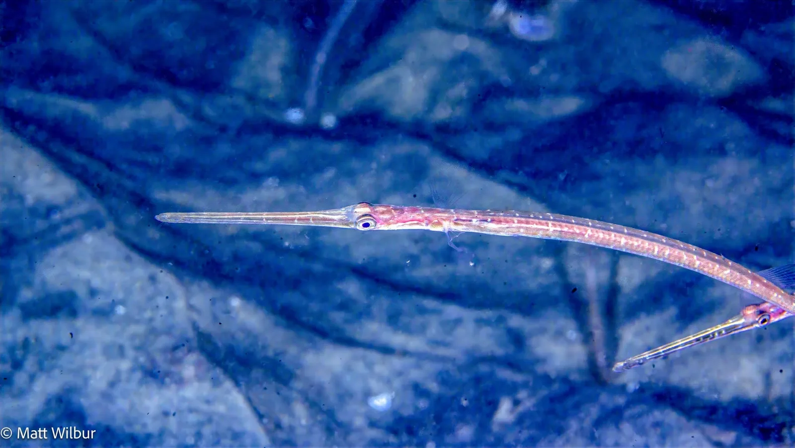 A slender juvenile Pacific cornetfish with a long tube snout and a pale, pinkish body