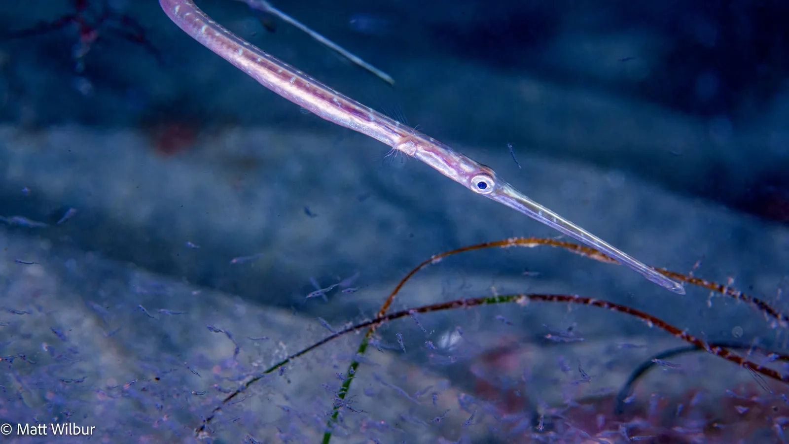 A thin juvenile Pacific cornetfish crossing the frame over dark sand