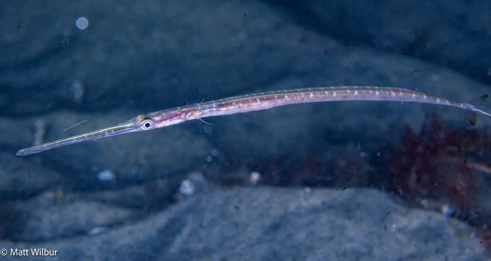A thin, pale juvenile Pacific cornetfish over dark sand