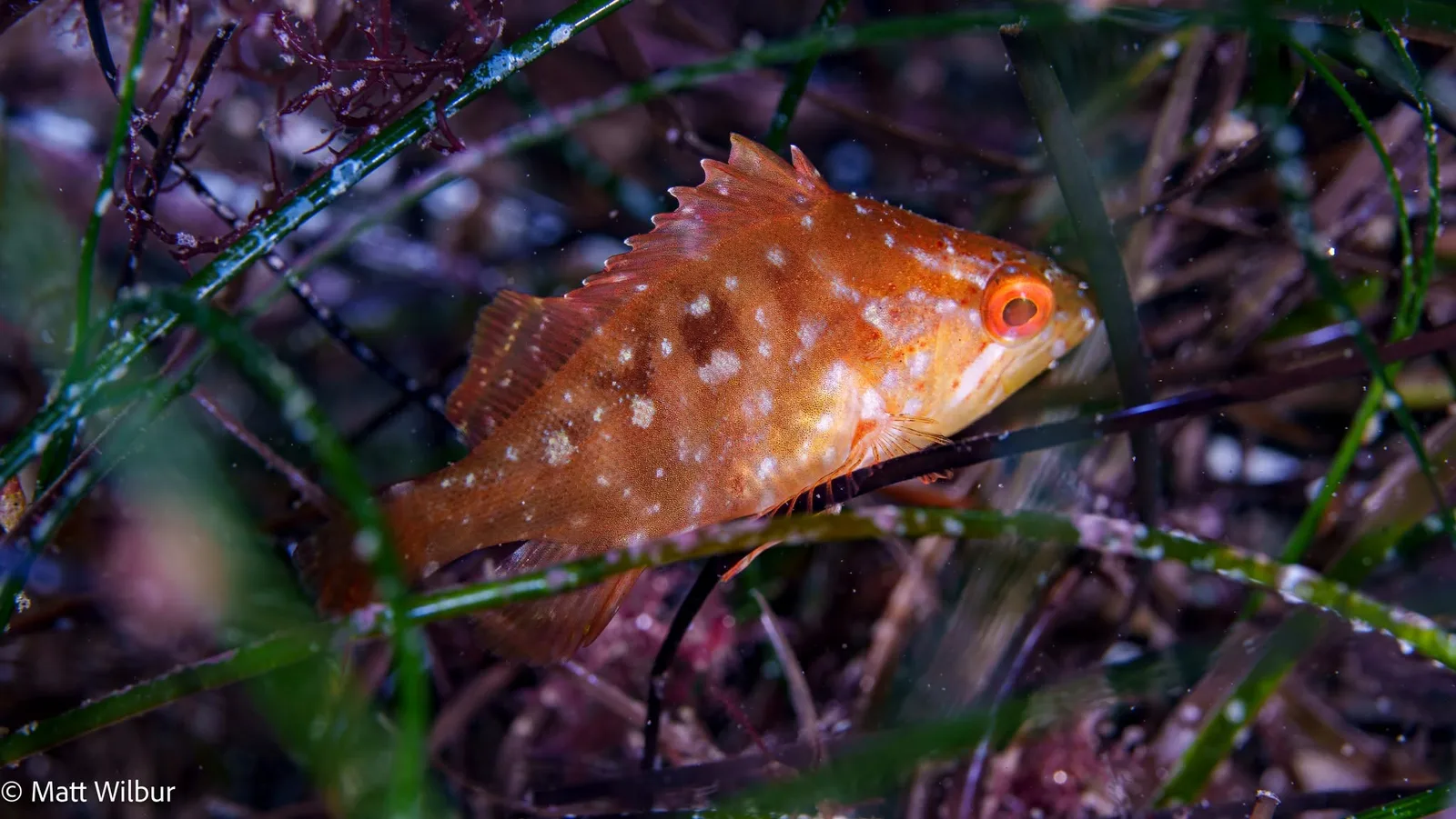 A deep-bodied, rusty orange juvenile Pacific mutton hamlet with pale flecks, brown blotches and a red eye among seagrass