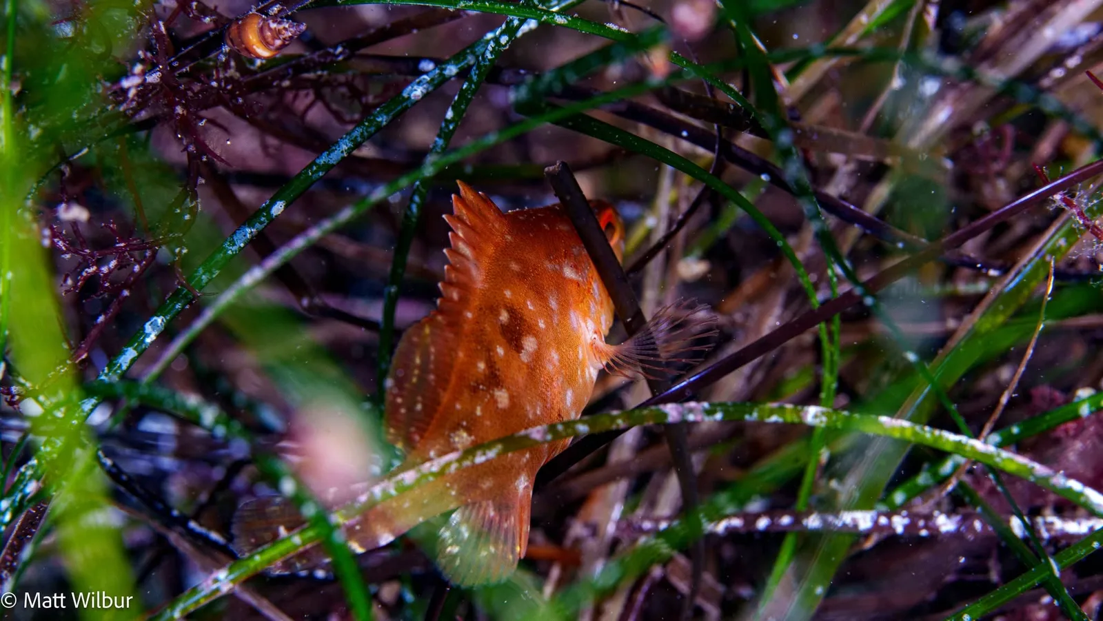 A rusty orange juvenile Pacific mutton hamlet with a tall spiny fin half hidden in seagrass, its marked pectoral fin spread