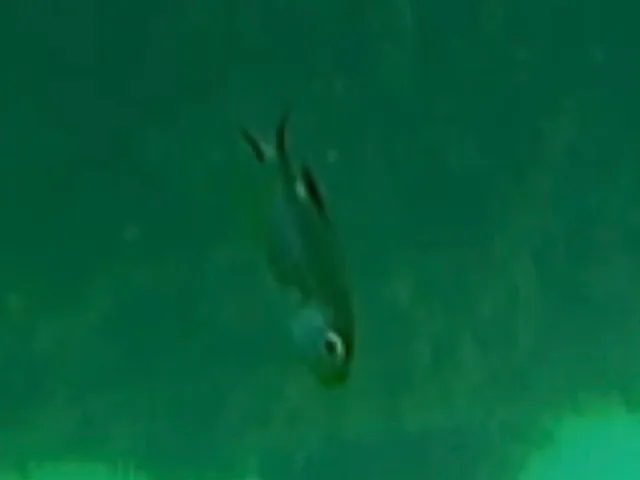 A silvery scissortail damselfish with narrow black tail lobes, swimming head down in green water