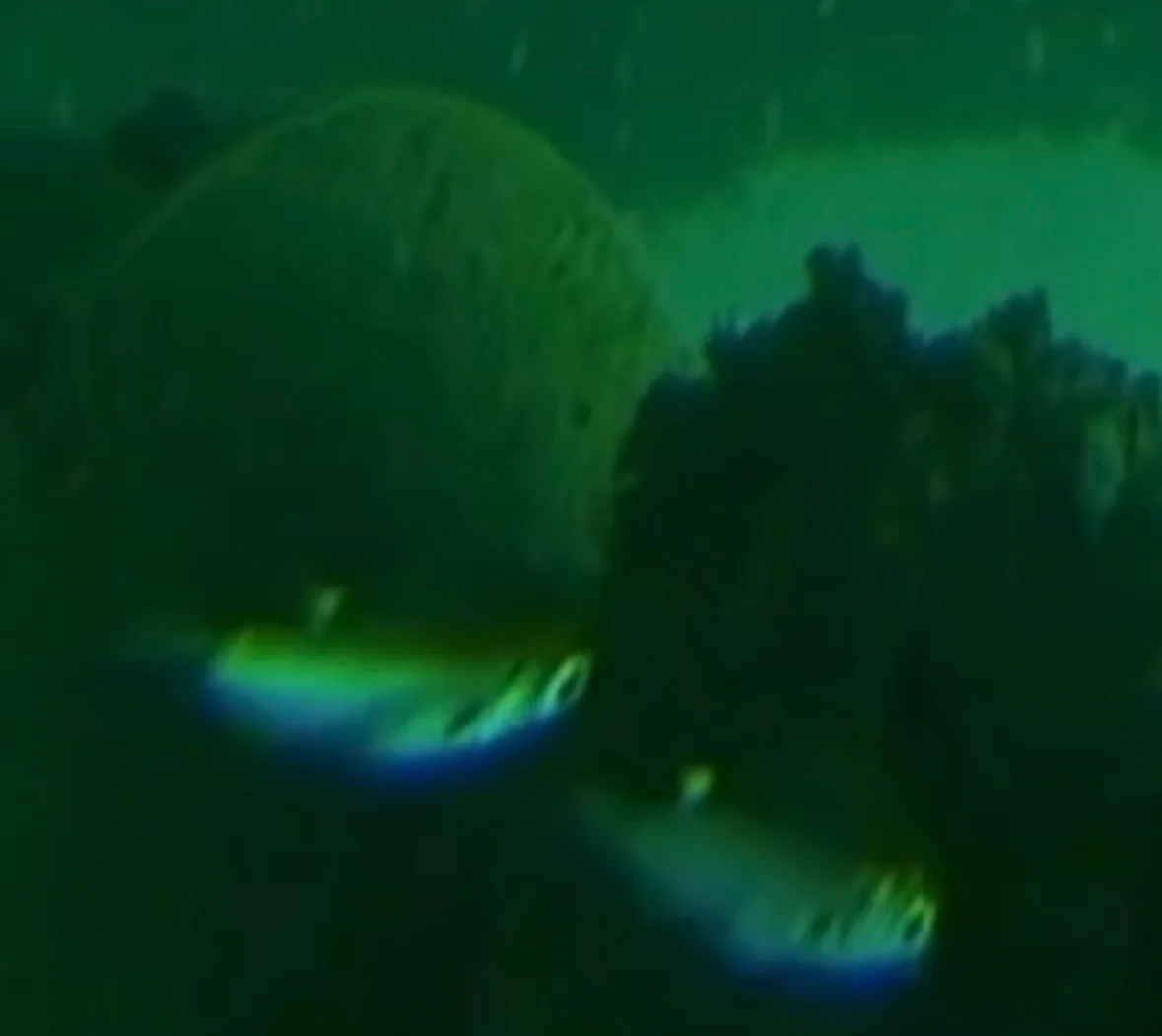 Two blurred silvery scissortail damselfish low against a dark surface covered in growth