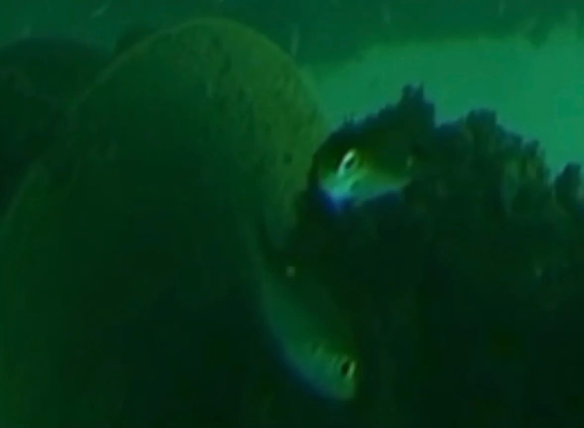 Two scissortail damselfish beside a rounded surface covered in growth, 1 facing the camera