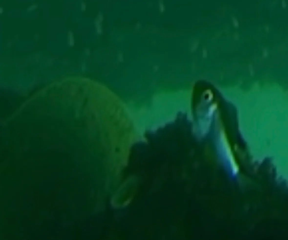 A scissortail damselfish with a large ringed eye, rising above a dark mass of growth
