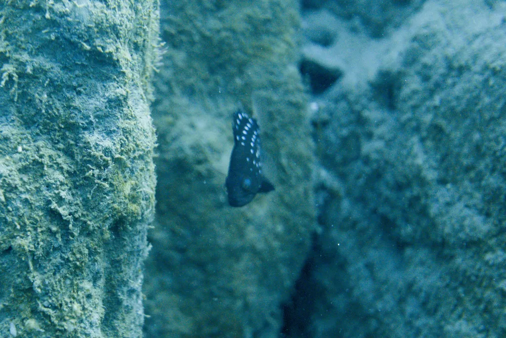 A dark juvenile star-studded grouper with rows of white spots, beside a rock wall