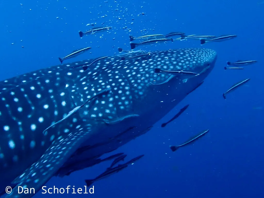 A juvenile whale shark with a school of small fish around it