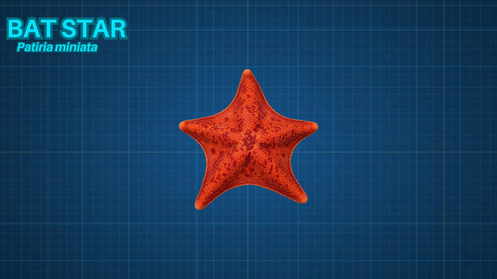 Bat Star ID card