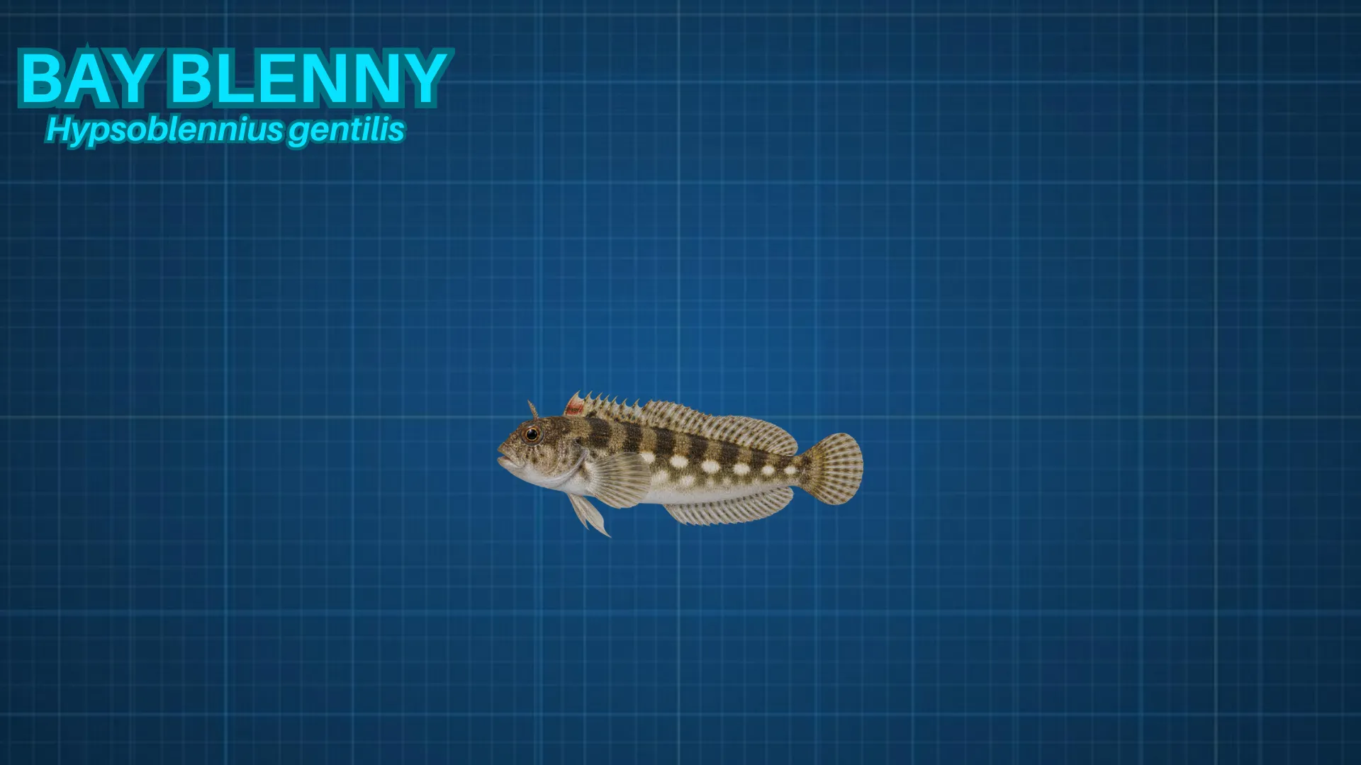 Bay Blenny ID card