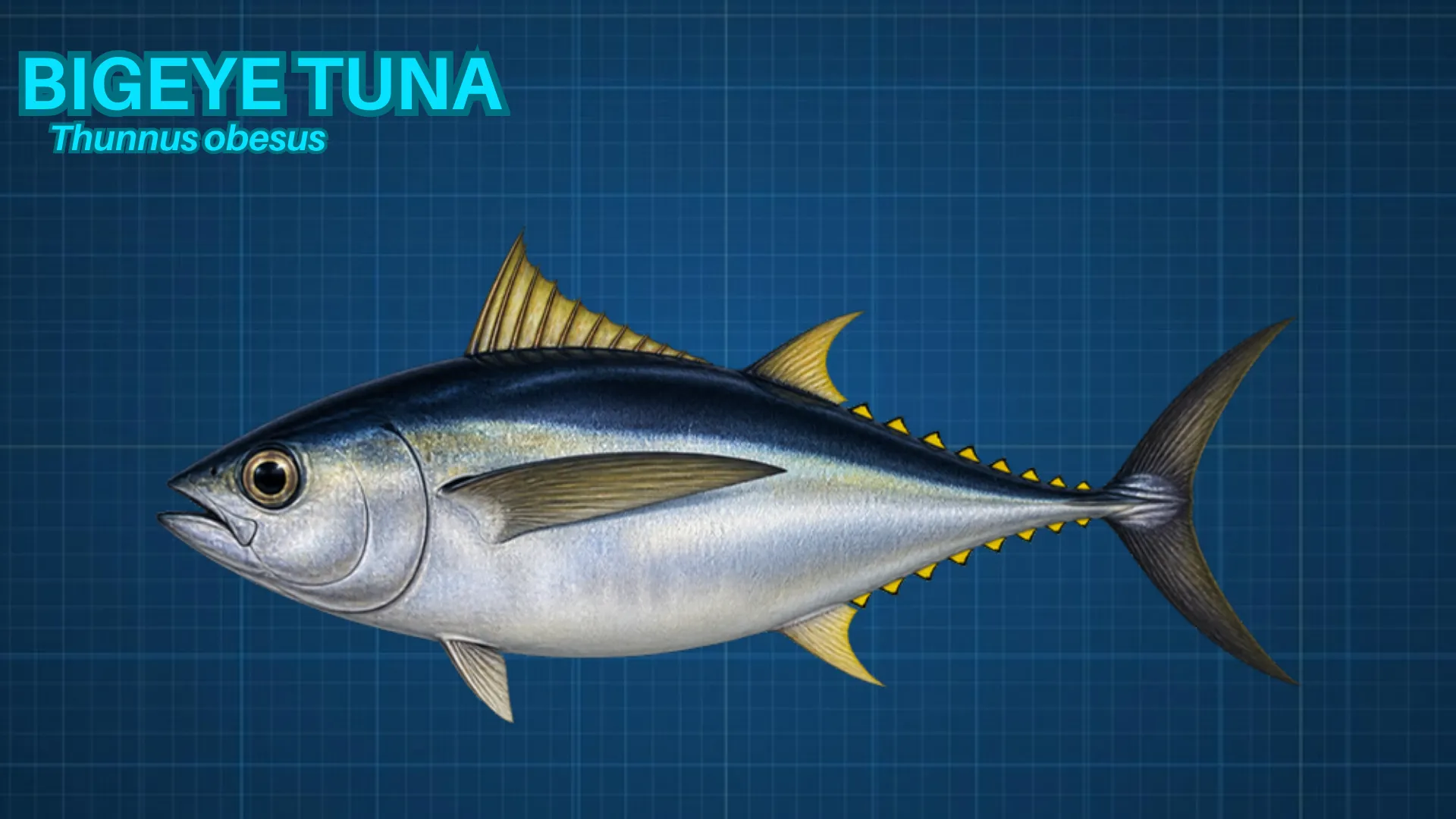 Bigeye Tuna ID card