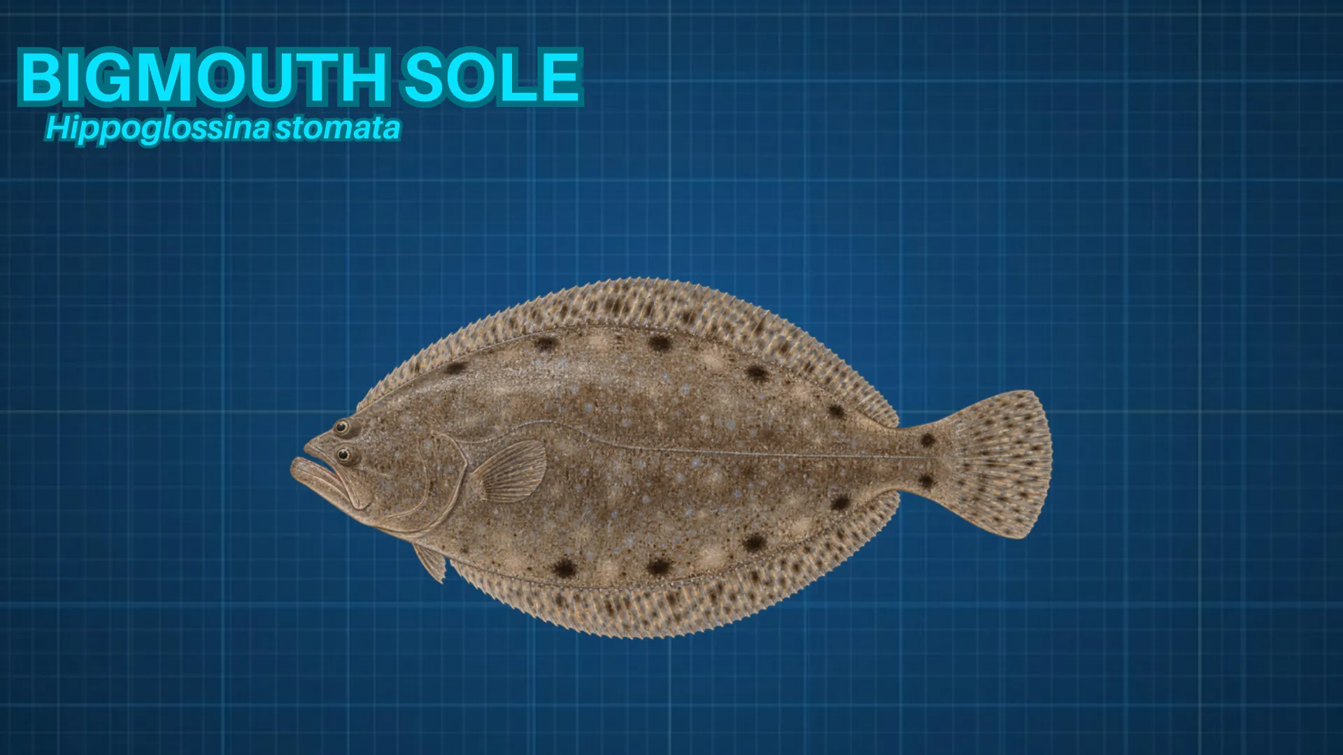 Bigmouth Sole ID card