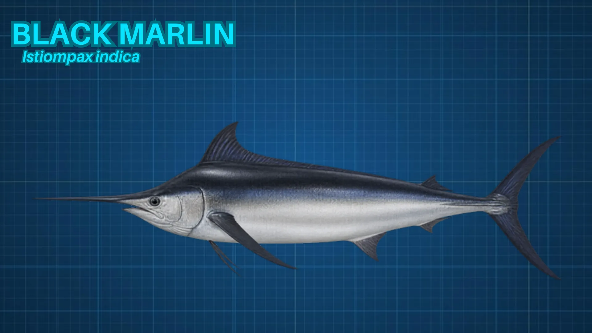 Black Marlin ID card