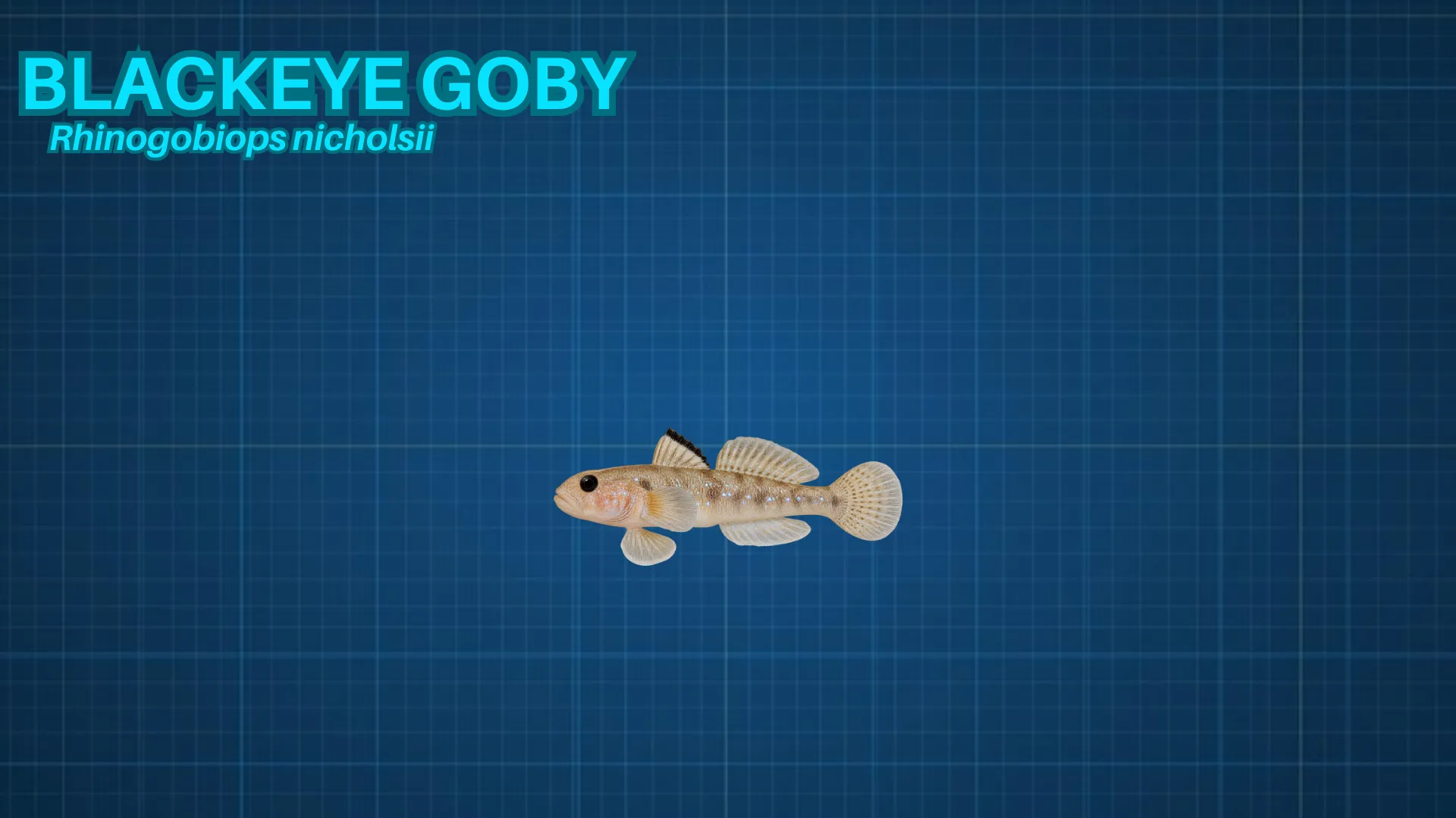 Blackeye Goby ID card