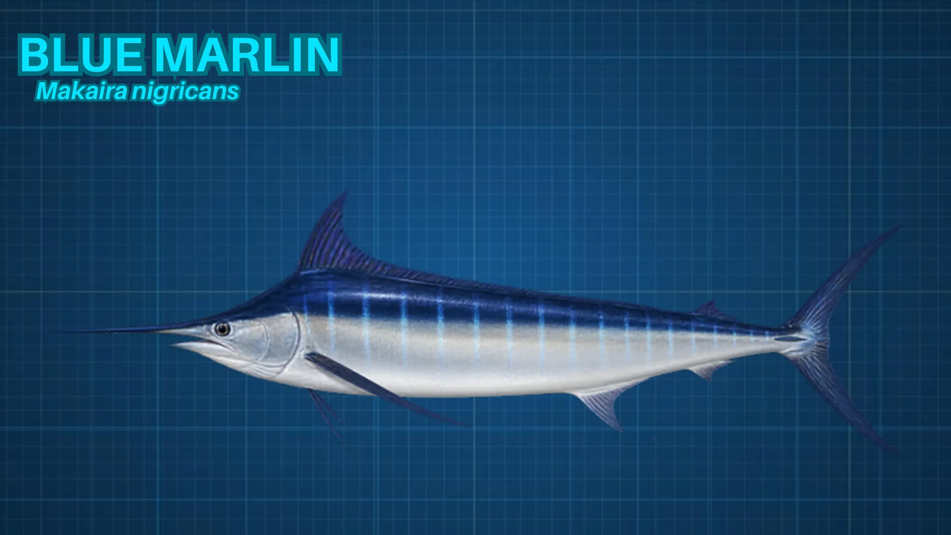 Blue Marlin ID card