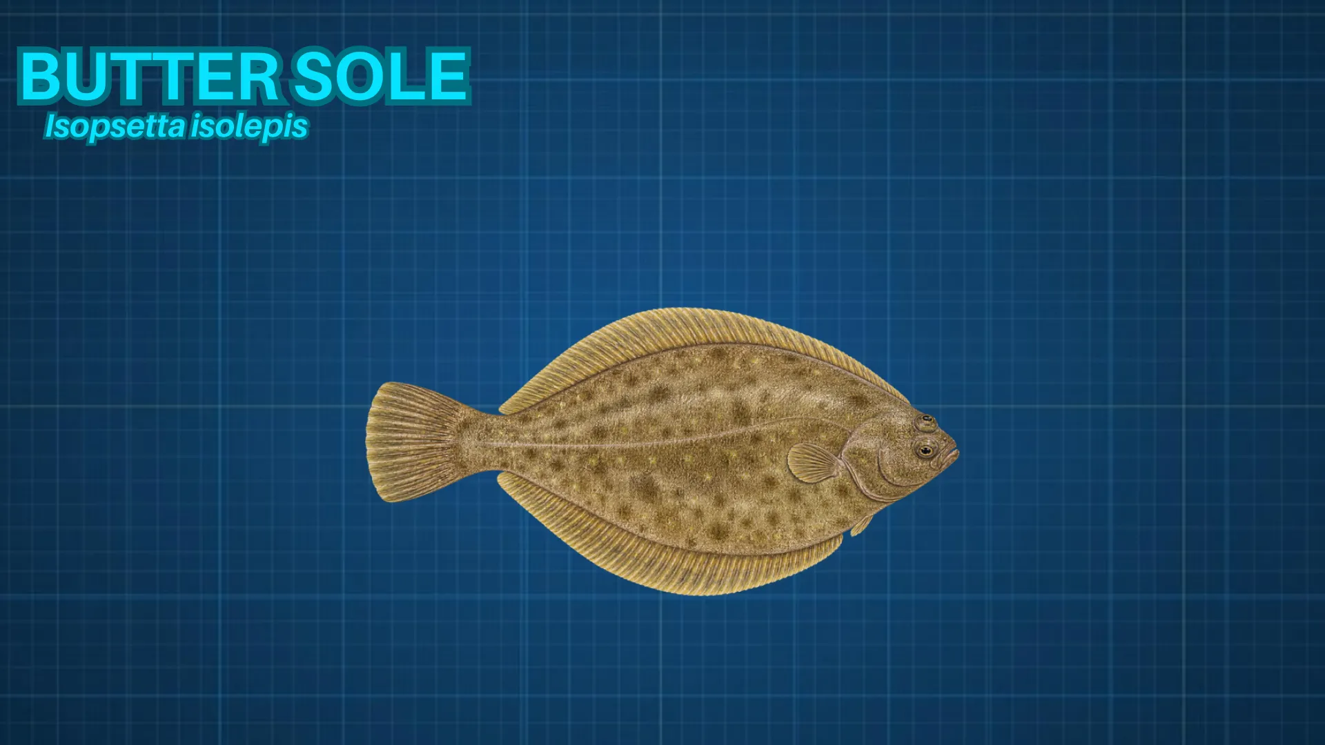 Butter Sole ID card