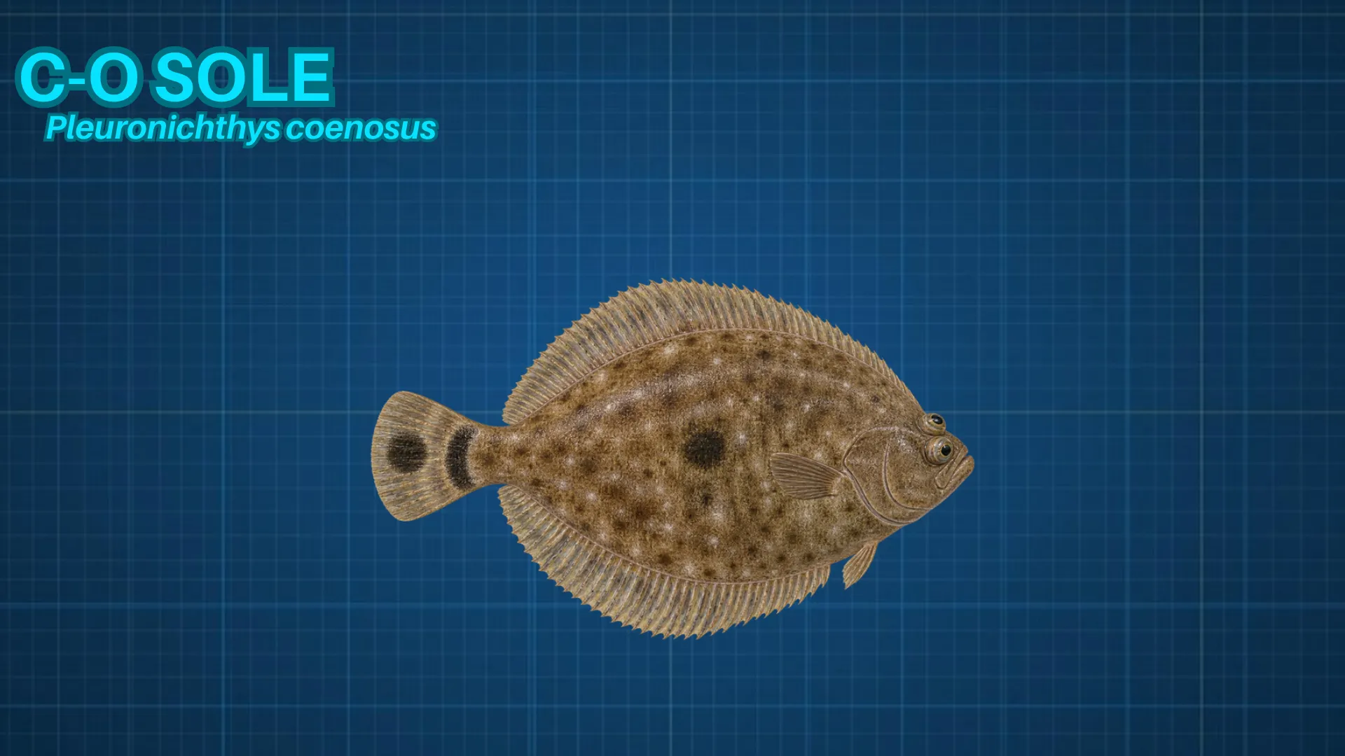 C-O Sole ID card