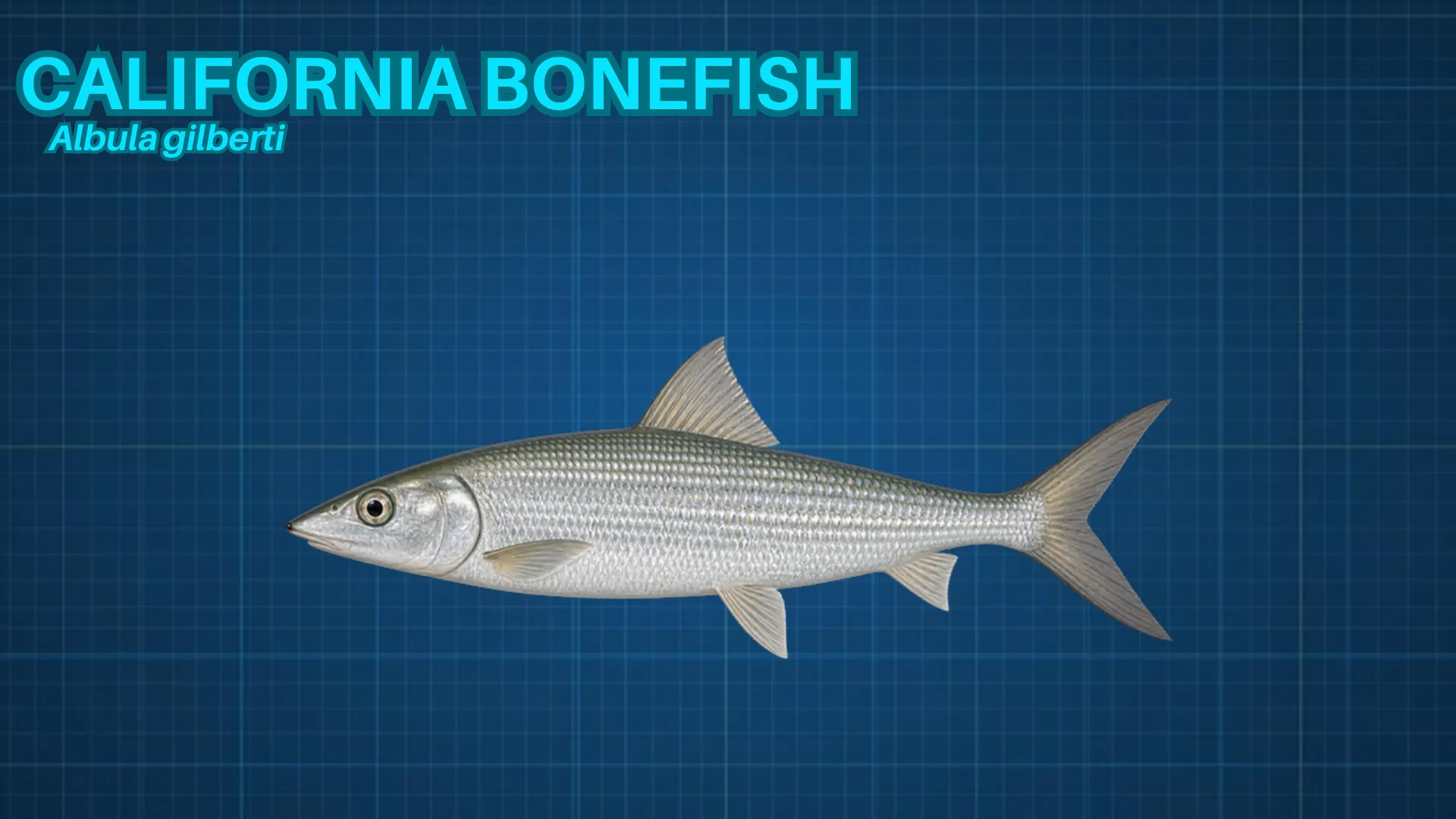 California Bonefish ID card