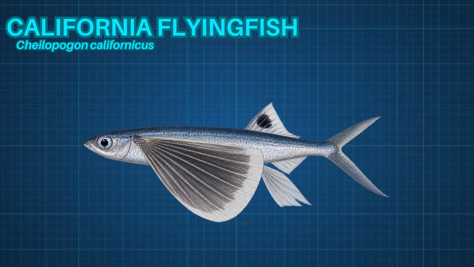 California Flyingfish ID card