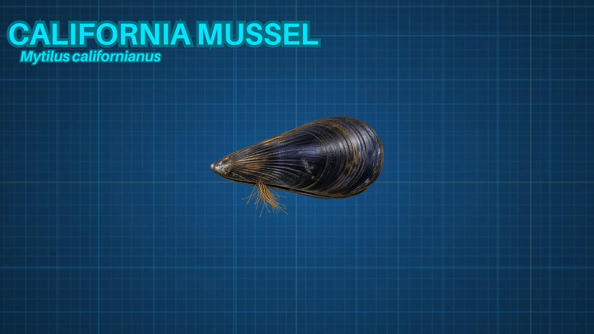 California Mussel ID card