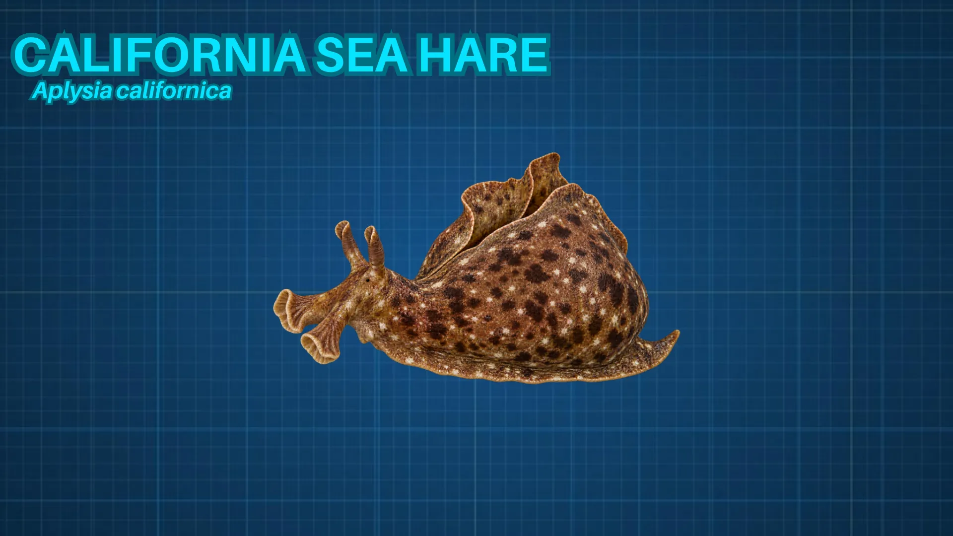 California Sea Hare ID card