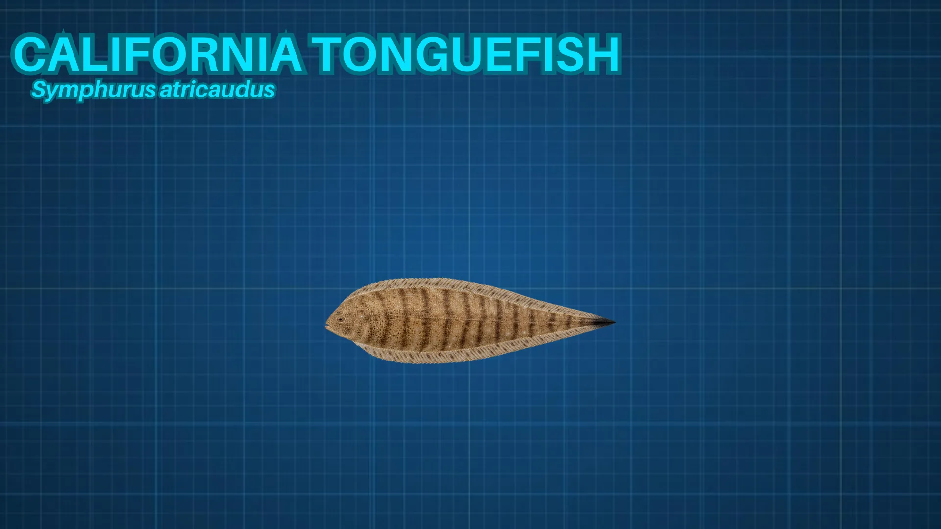 California Tonguefish ID card