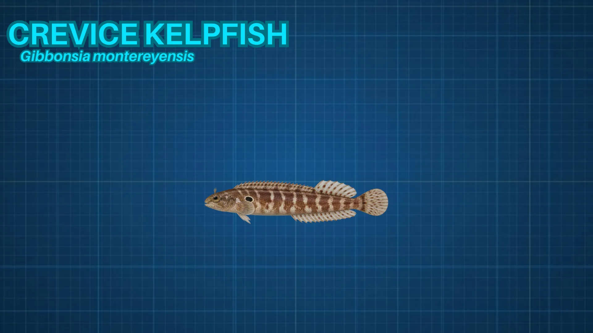 Crevice Kelpfish ID card