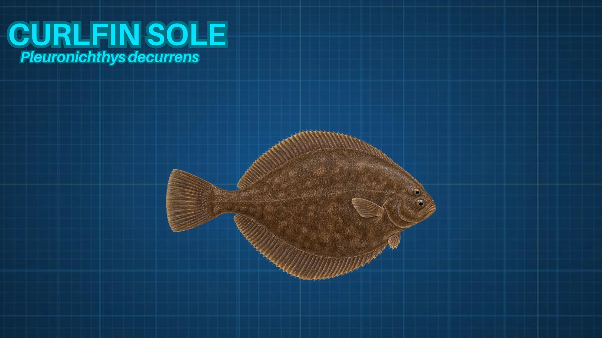 Curlfin Sole ID card