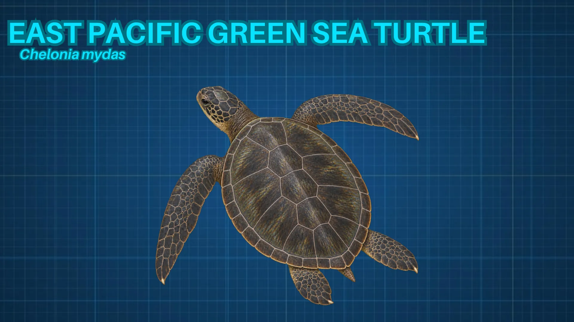 East Pacific Green Sea Turtle ID card