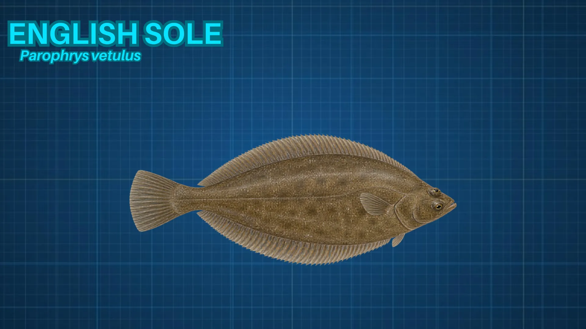 English Sole ID card
