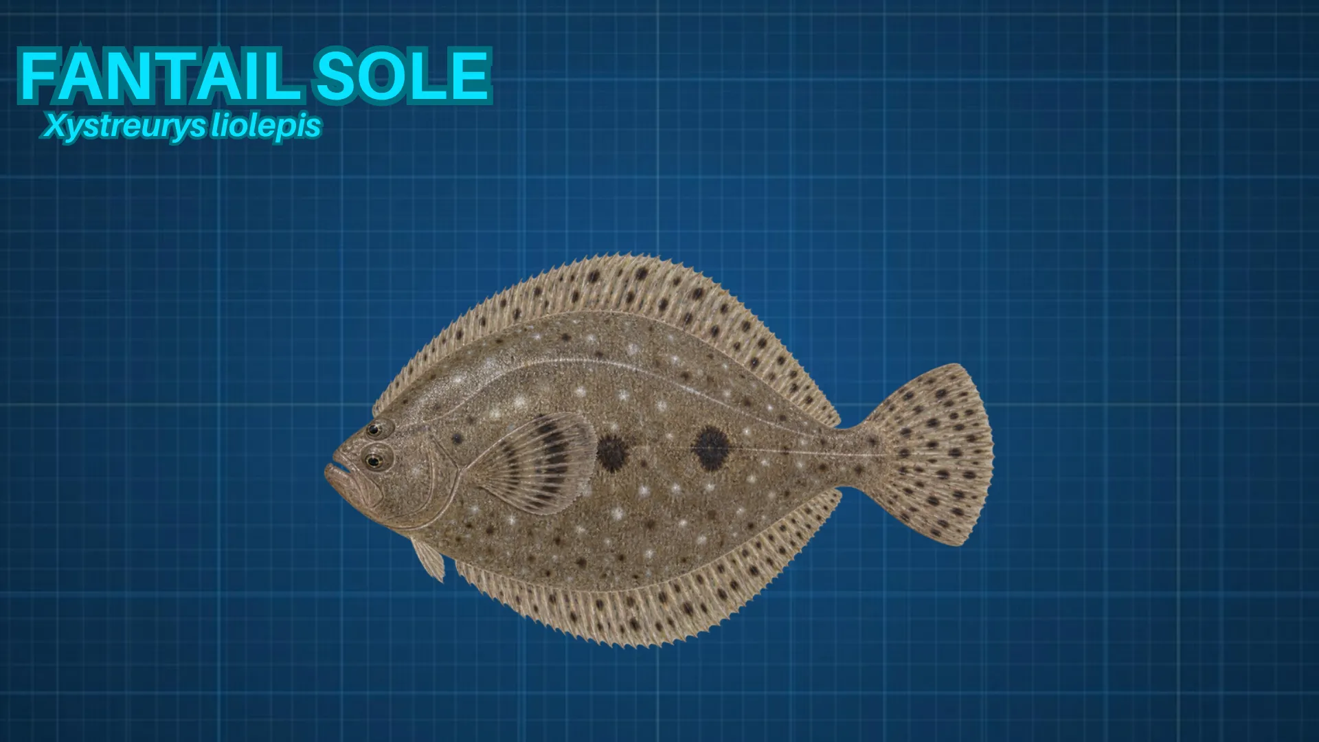 Fantail Sole ID card