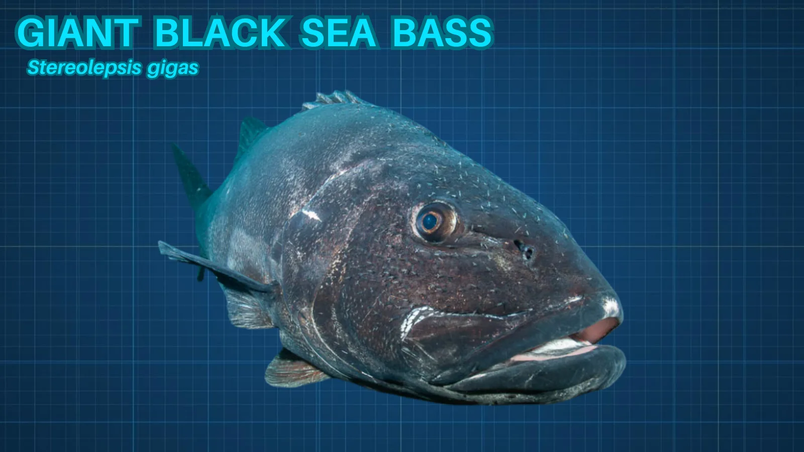 Giant Black Sea Bass fish ID card