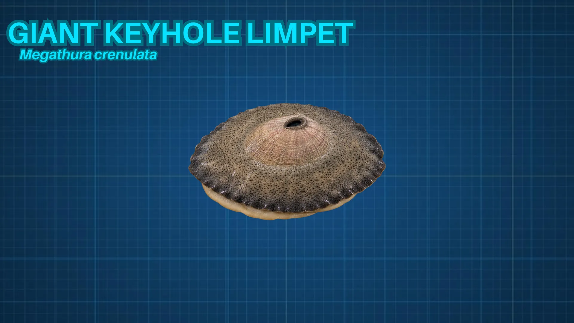 Giant Keyhole Limpet ID card