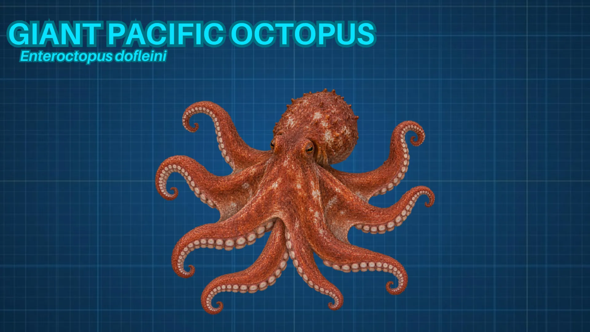 Giant Pacific Octopus ID card